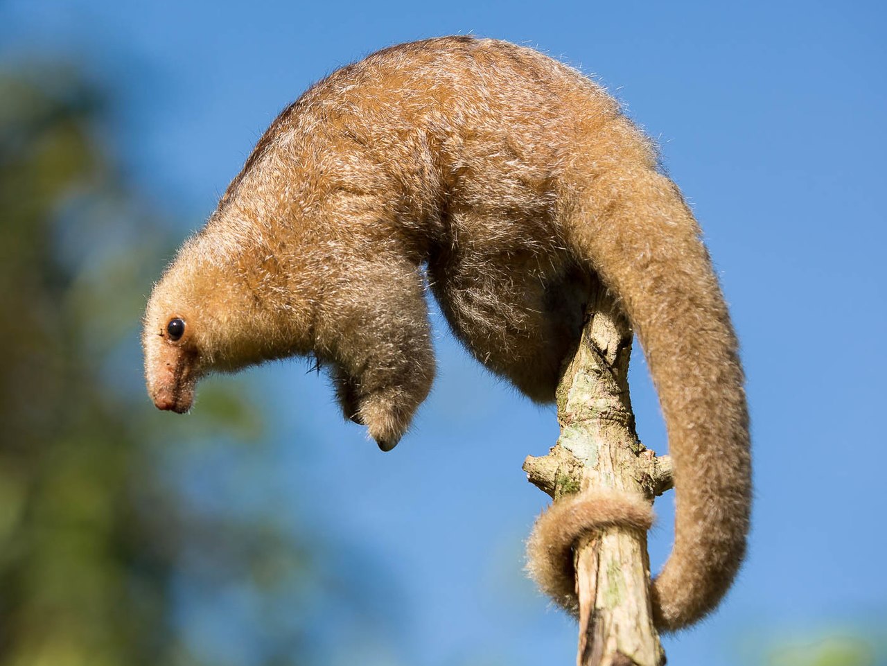Furnicarul pitic (Cyclopes didactylus), un mamifer din familia Cyclopedidae
