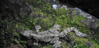 Gecko zburător a lui Kuhl (Ptychozoon kuhli), vezi de unde îi vi