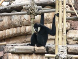 Gibonul cu obraji albi (Hylobates leucogenys) din pădurile tropicale din Vietnam