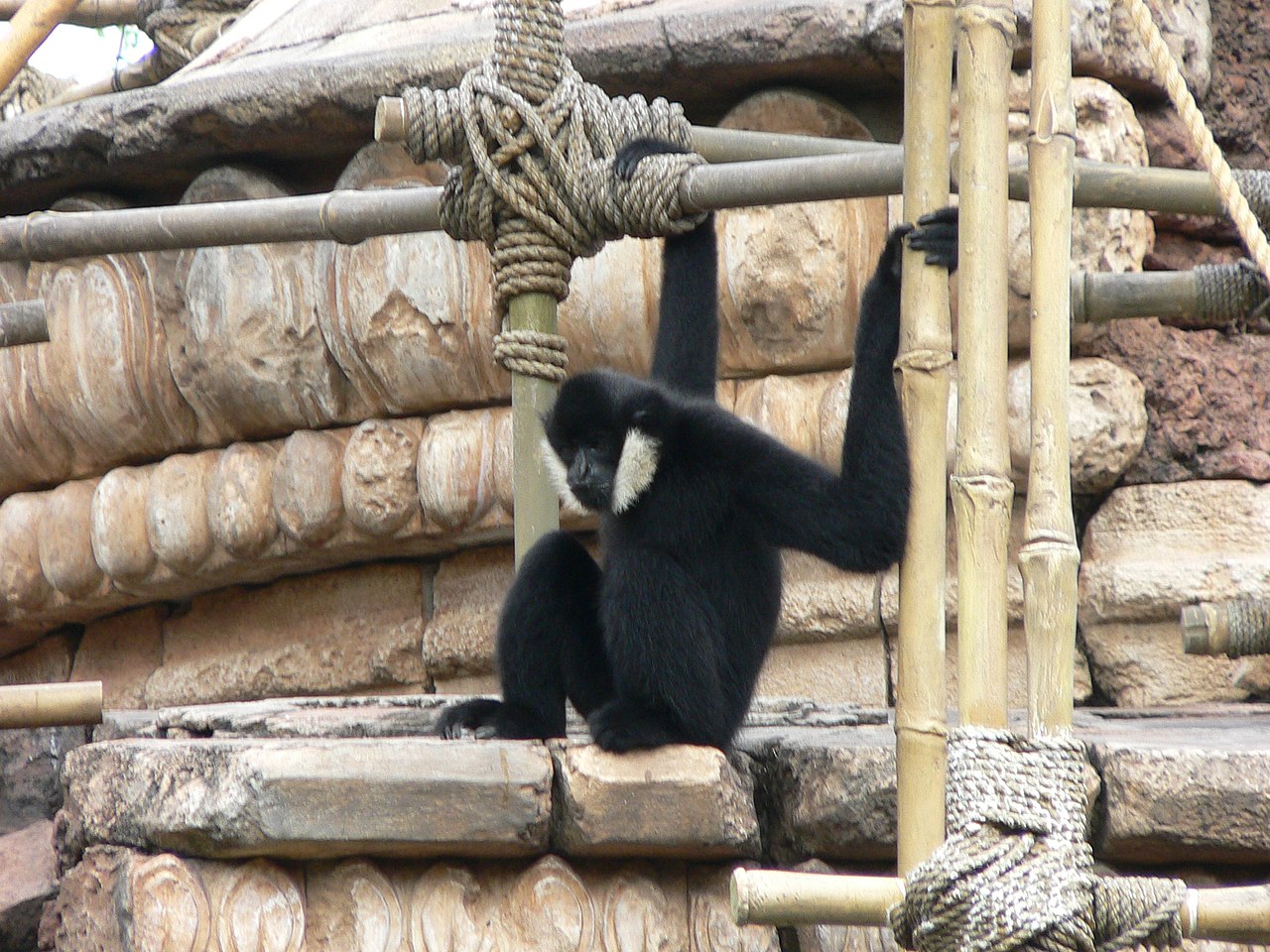 Gibonul cu obraji albi (Hylobates leucogenys) din pădurile tropicale din Vietnam