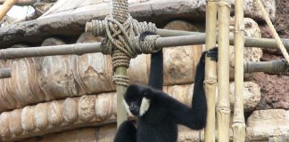 Gibonul cu obraji albi (Hylobates leucogenys) din pădurile tropicale din Vietnam