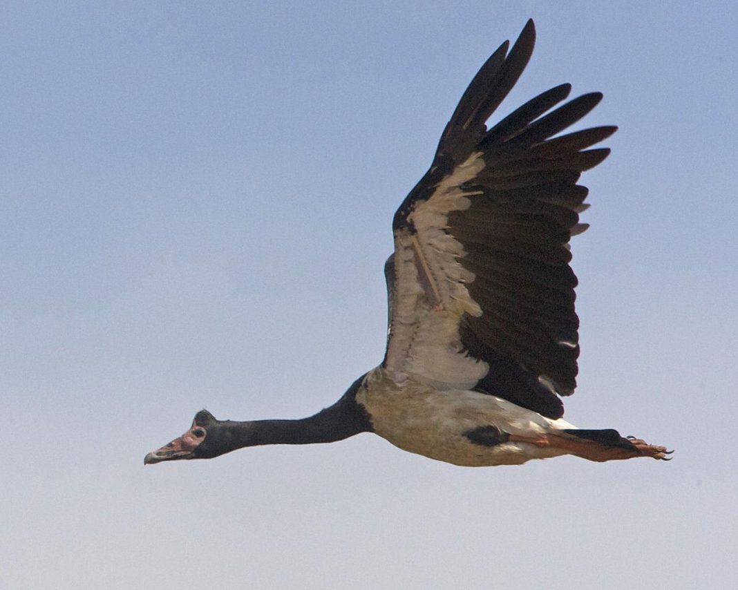 Găsca-coțofană (Anseranas semipalmata) Găsca-coțofană (Anseranas semipalmata)