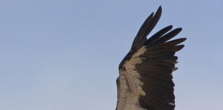 Găsca-coțofană (Anseranas semipalmata)