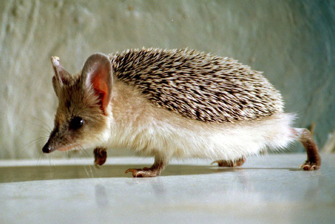 Hemiechinus auritus, Foto: pinme.ru