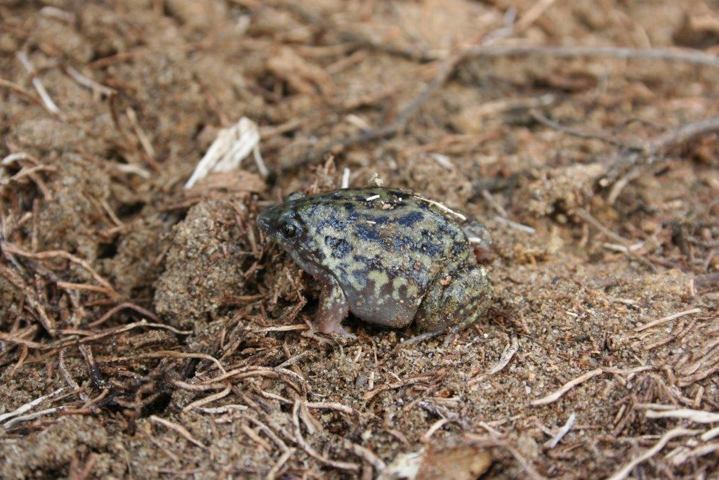 Hemisus marmoratus, Foto: sareptiles.co.za