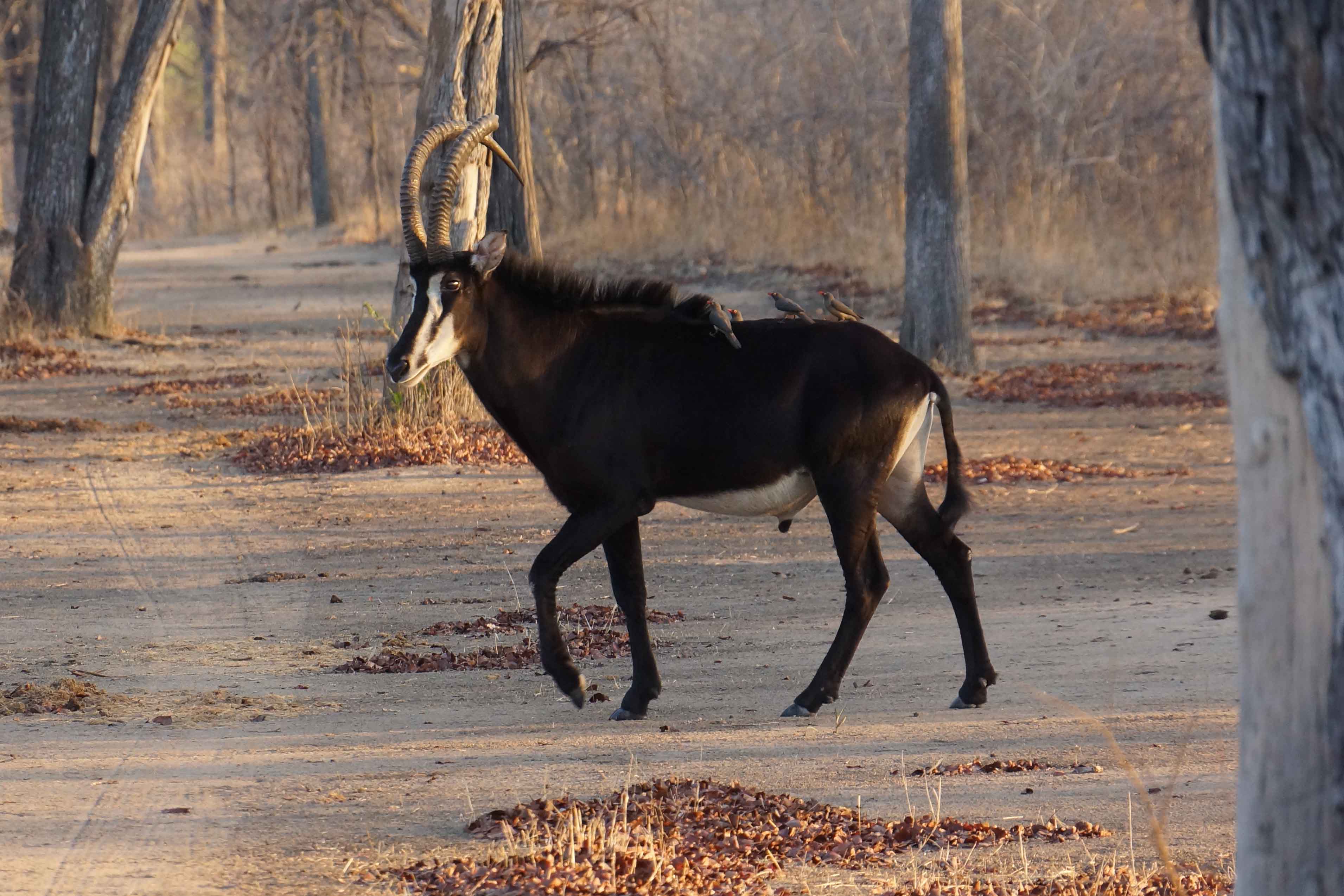 Hippotragus niger, Foto: robs-journeys.co.uk