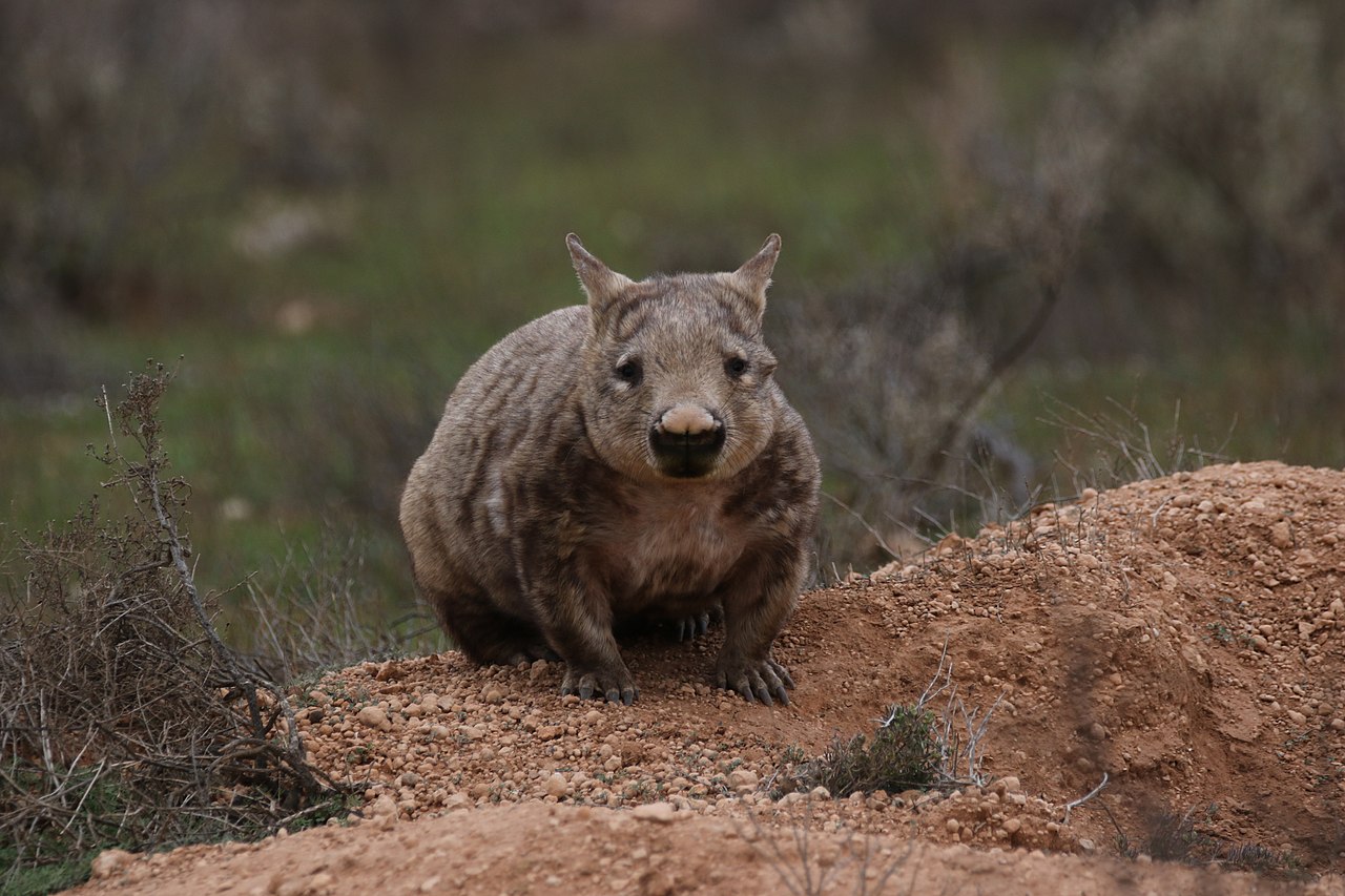 Mamifere marsupiale - Wombatul sudic cu nas păros (Lasiorhinus latifrons)