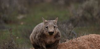 Mamifere marsupiale - Wombatul sudic cu nas păros (Lasiorhinus latifrons)