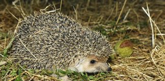 Mamifere omnivore - Ariciul de deșert cu urechi lungi (Hemiechinus auritus)