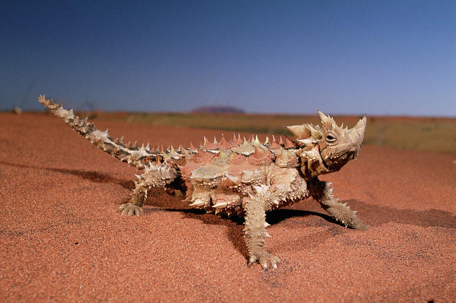 Moloch horridus, Foto: fineartamerica.com