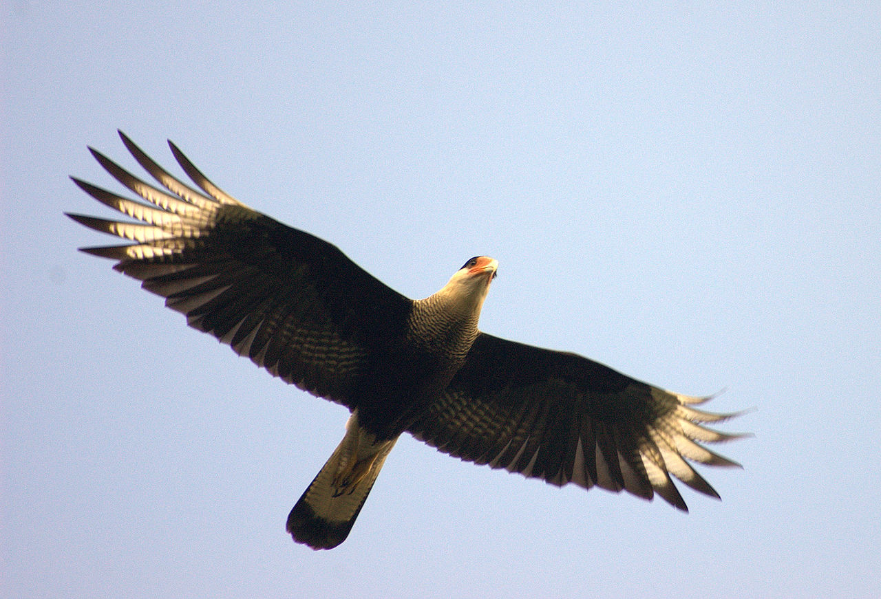 Păsări de pradă - Caracara cu creastă (Caracara plancus)