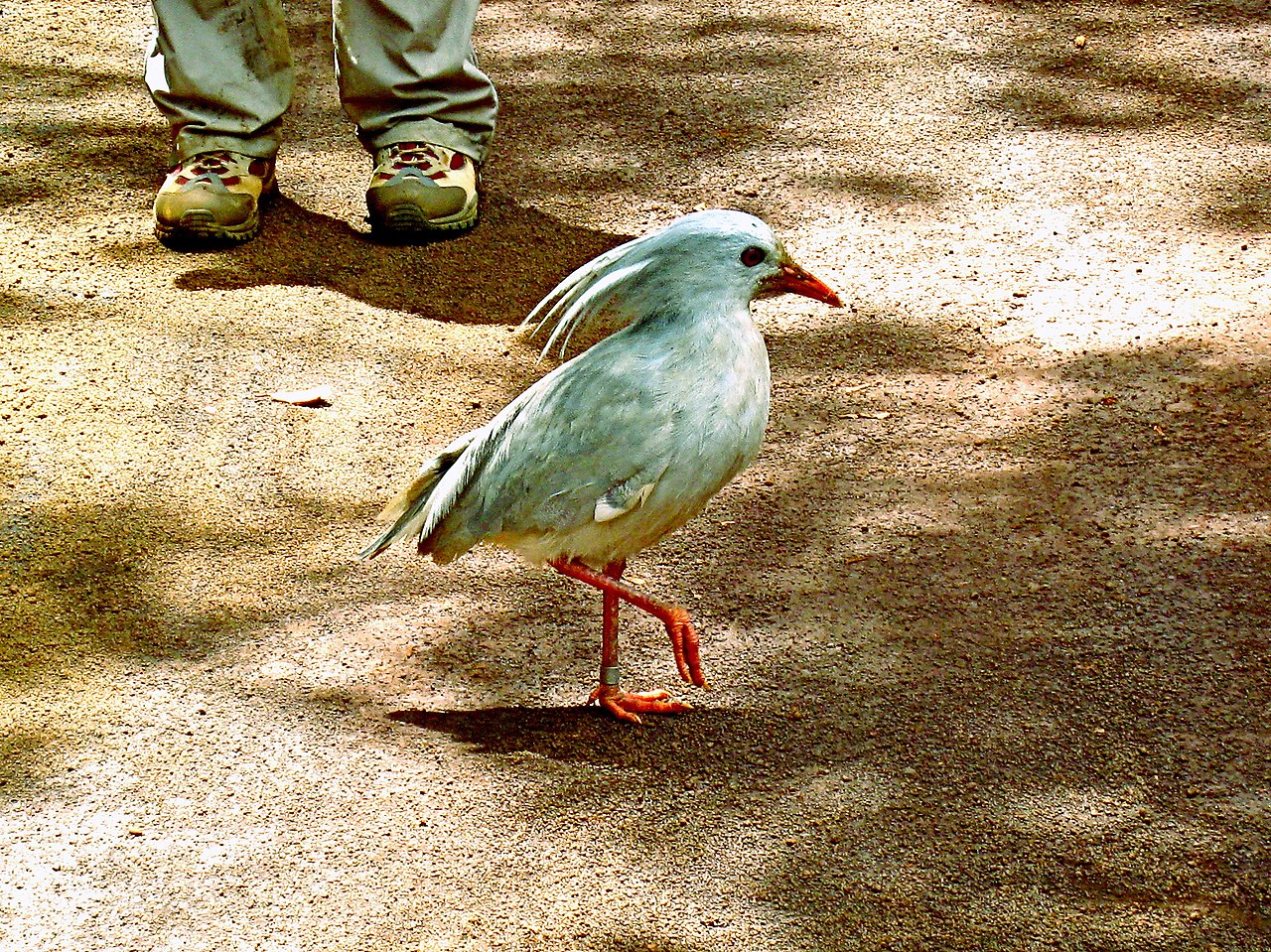 Pasărea Kagu