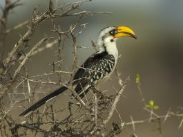 Pasărea-toko cu ciocul galben (Tockus flavirostris)