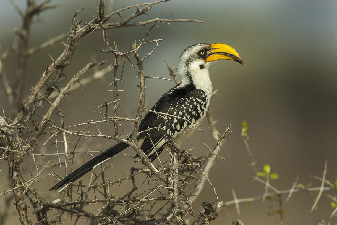 Pasărea-toko cu ciocul galben (Tockus flavirostris)