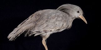 Pasărea Kagu (Rhynochetos jubatus) trăiește în Noua Caledonie