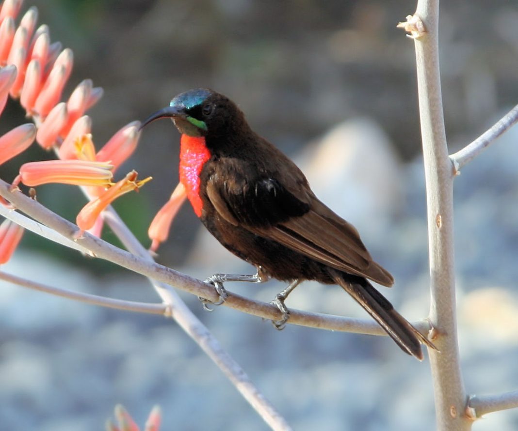 Pasărea-soare cu pieptul roșu aprins (Nectarinia senegalensis)