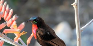 Pasărea-soare cu pieptul roșu aprins (Nectarinia senegalensis)