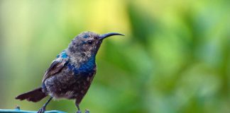 Pasărea-soare de Palestina (Nectarinia osea) are un penaj frumos colorat