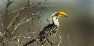 Pasărea-toko cu ciocul galben (Tockus flavirostris)