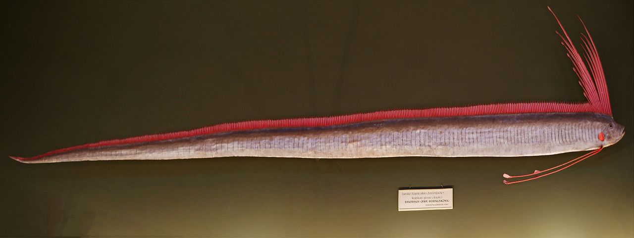 Peștele șarpele de mare (Regalecus glesne), un pește abisal