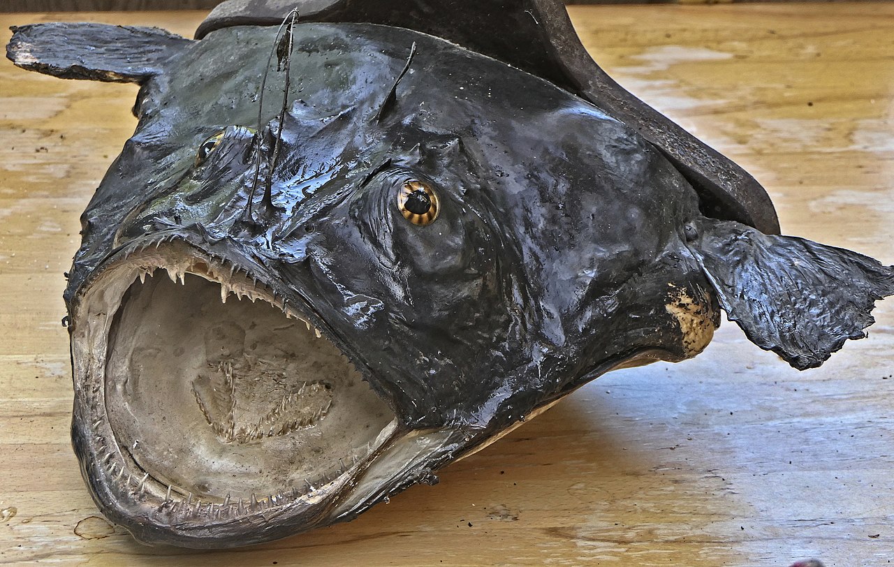 Peștele-pescar european (Lophius piscatorius), o creatură urâtă și periculoasă