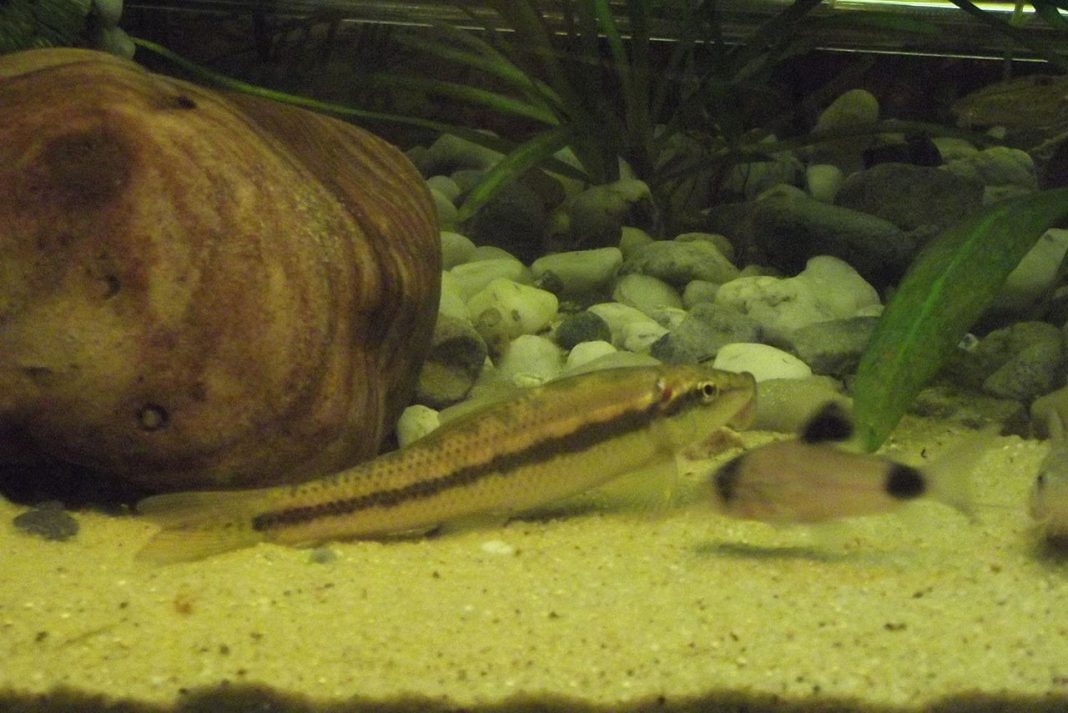 Pesti ososi, de acvariu - Mancatorul de alge (Gyrinocheilus aymonieri) Pesti ososi, de acvariu - Mancatorul de alge (Gyrinocheilus aymonieri)