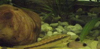Pesti ososi, de acvariu - Mancatorul de alge (Gyrinocheilus aymonieri)