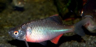 Peștele Boarca (Rhodeus amarus), o specie de apă dulce