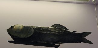 Peștele Opisthoproctus soleatus