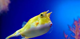 Peștele-cutie (Lactoria cornuta), înoată în marea roșie