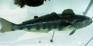 Peștele-dinte antarctic (Dissostichus mawsoni) înoată în apele reci ale Antarcticii