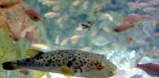 Peștele fugu (Takifugu niphobles), unul dintre cei mai veninoși din lume