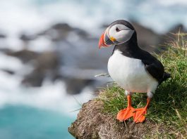Pinguini - Papagalul de mare (Fratercula arctica)