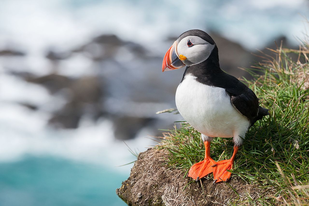 Pinguini - Papagalul de mare (Fratercula arctica)