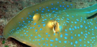 Pisica de mare cu pete albastre (Taeniura lymma)