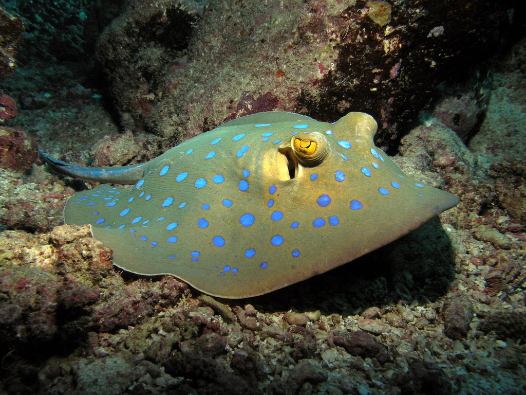 Pisica de mare cu pete albastre