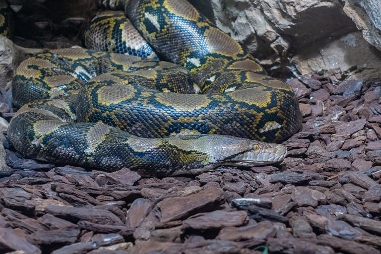 Pitonul reticulat – cel mai lung șarpe din lume (peste 10 m)
