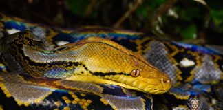 Kaeng Krachan District, Phetchaburi Province