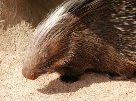 Porcul spinos de capa (Hystrix africaeaustralis) are cele mai lungi ace dintre toate mamiferele