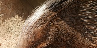 Porcul spinos de capa (Hystrix africaeaustralis) are cele mai lungi ace dintre toate mamiferele