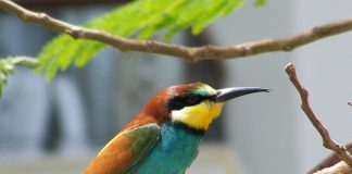 Prigoria europeana (Merops apiaster) prinde albinele din zbor