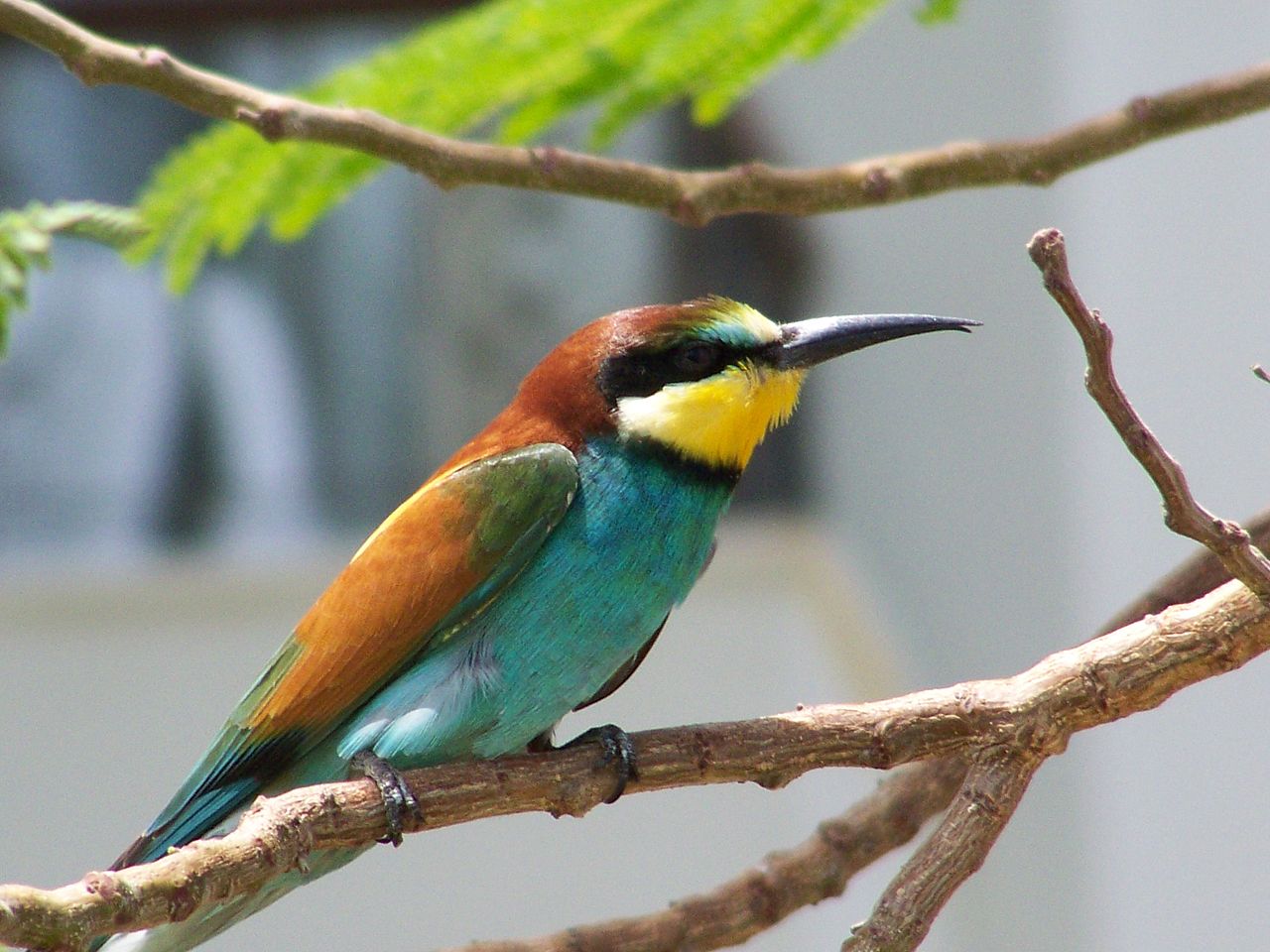 Prigoria europeana (Merops apiaster) prinde albinele din zbor