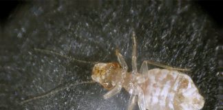 Păduchi de cărti, vezi care specii sunt periculoase