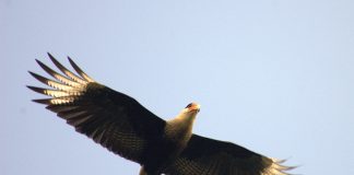 Păsări de pradă - Caracara cu creastă (Caracara plancus)