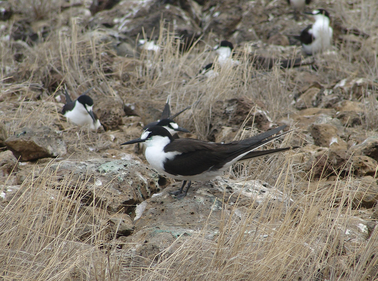 Rândunica de mare Sooty (Sterna fuscata), o pasăre parțial migratoare