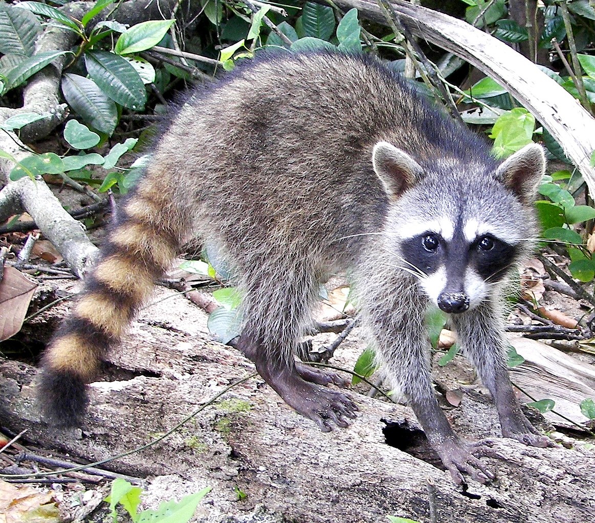 Ratonul mâncător de crabi (Procyon cancrivorus)