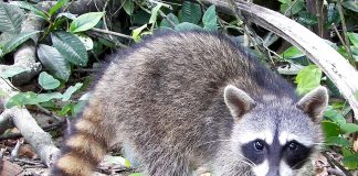 Ratonul mâncător de crabi (Procyon cancrivorus)