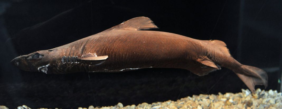 Rechinul-lanternă (Etmopterus spinax) sau rechinul burtă de catifea