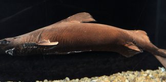 Rechinul-lanternă (Etmopterus spinax) sau rechinul burtă de catifea