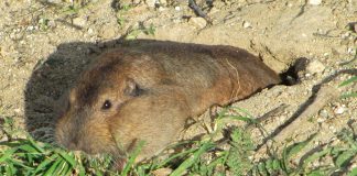 Rozătoare - Popândăul cu buzunare a lui Botta (Tomomys bottae)